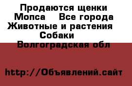 Продаются щенки Мопса. - Все города Животные и растения » Собаки   . Волгоградская обл.